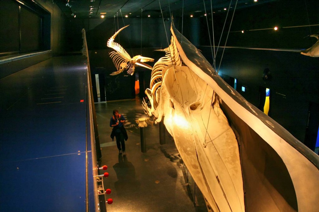 18m langes Pottwahl-Skelett im Multimar Wattforum